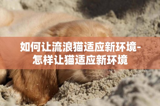 如何讓流浪貓適應新環境-怎樣讓貓適應新環境