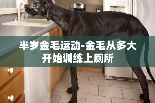 半歲金毛運動-金毛從多大開始訓練上廁所