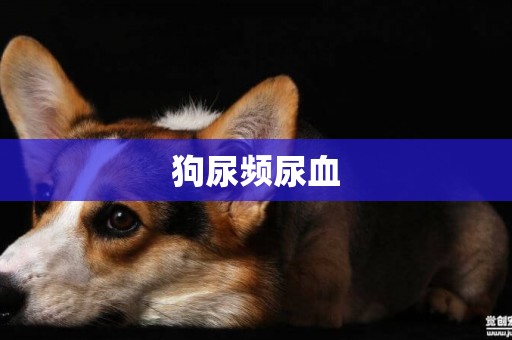 狗尿頻尿血