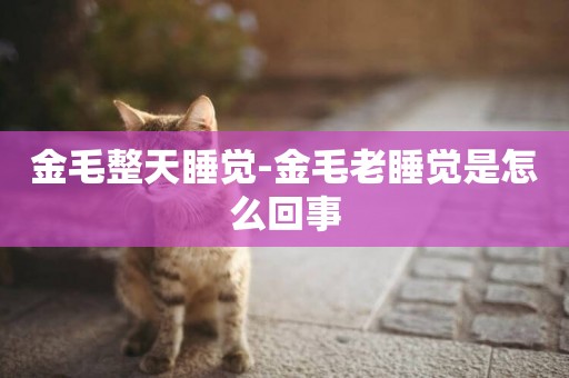 金毛整天睡覺-金毛老睡覺是怎么回事