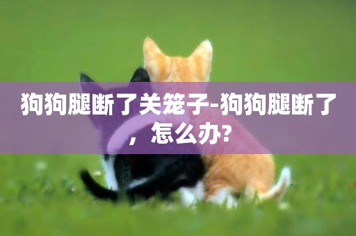 狗狗腿斷了關籠子-狗狗腿斷了，怎么辦?