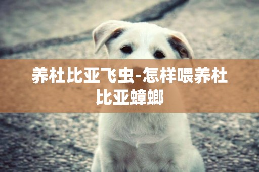 養杜比亞飛蟲-怎樣喂養杜比亞蟑螂