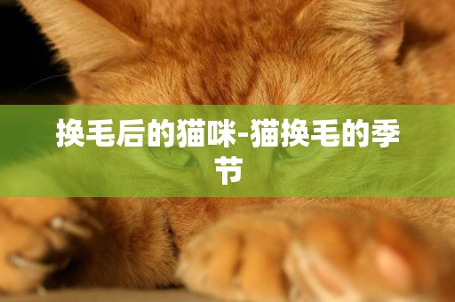換毛后的貓咪-貓換毛的季節