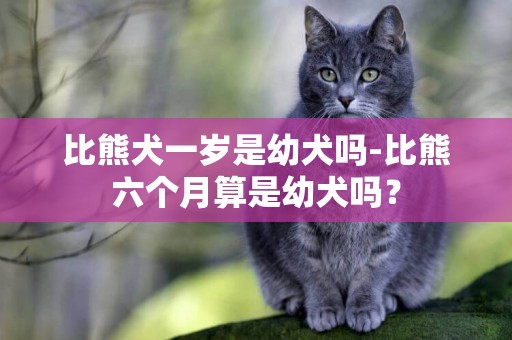 比熊犬一歲是幼犬嗎-比熊六個月算是幼犬嗎？