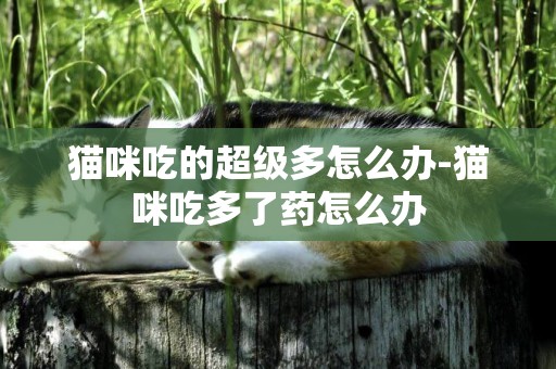 貓咪吃的超級多怎么辦-貓咪吃多了藥怎么辦