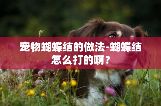 寵物蝴蝶結的做法-蝴蝶結怎么打的啊？
