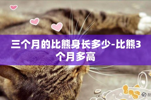 三個月的比熊身長多少-比熊3個月多高