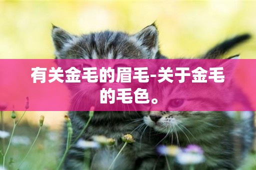 有關金毛的眉毛-關于金毛的毛色。