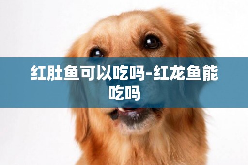 紅肚魚可以吃嗎-紅龍魚能吃嗎