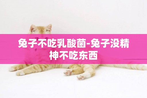 兔子不吃乳酸菌-兔子沒精神不吃東西