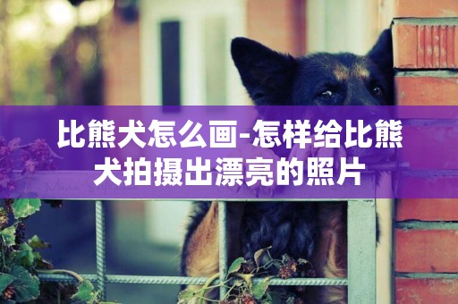比熊犬怎么畫-怎樣給比熊犬拍攝出漂亮的照片