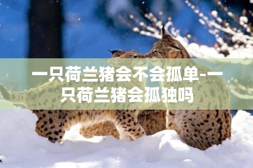 一只荷蘭豬會不會孤單-一只荷蘭豬會孤獨嗎