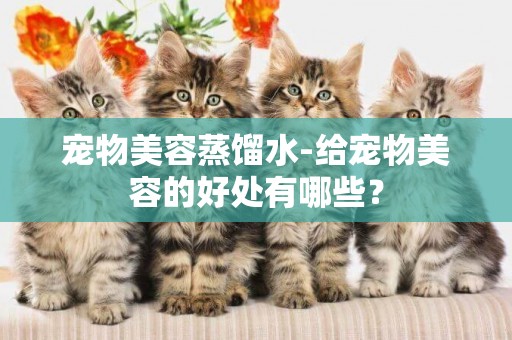 寵物美容蒸餾水-給寵物美容的好處有哪些？