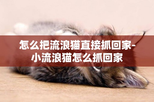 怎么把流浪貓直接抓回家-小流浪貓怎么抓回家