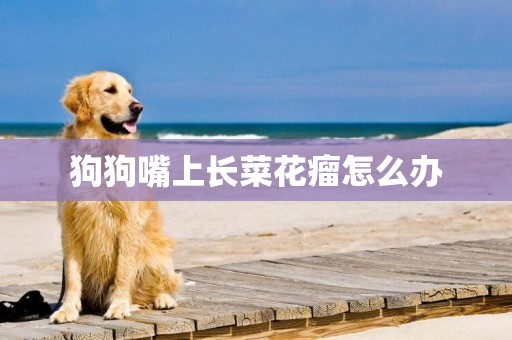 狗狗嘴上長菜花瘤怎么辦