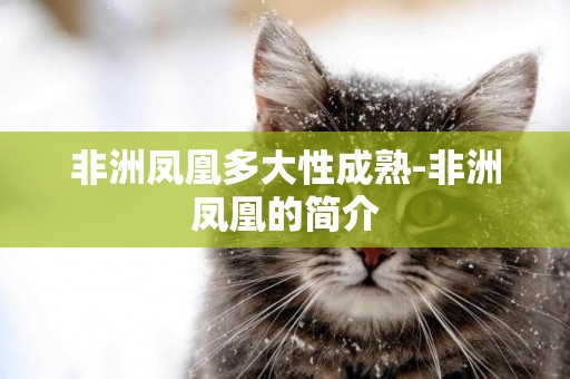 非洲鳳凰多大性成熟-非洲鳳凰的簡介