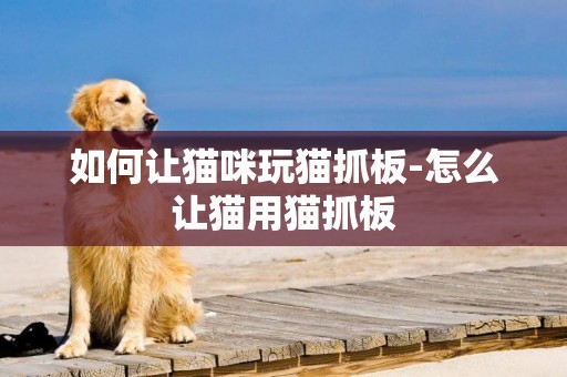 如何讓貓咪玩貓抓板-怎么讓貓用貓抓板