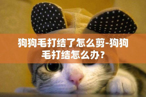 狗狗毛打結了怎么剪-狗狗毛打結怎么辦？
