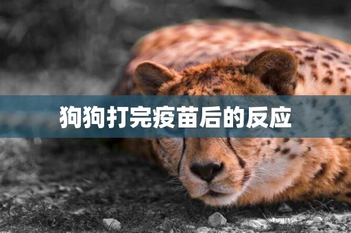 狗狗打完疫苗后的反應