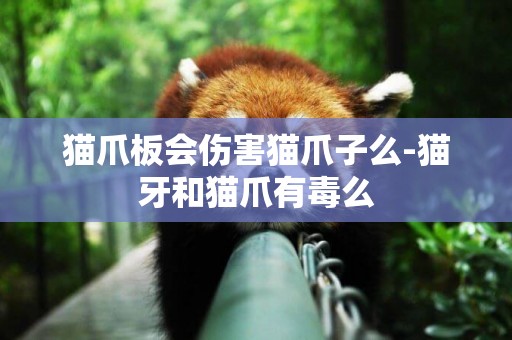 貓爪板會傷害貓爪子么-貓牙和貓爪有毒么