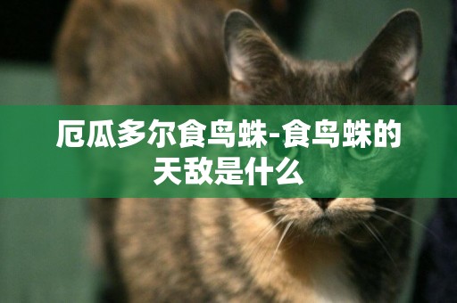 厄瓜多爾食鳥蛛-食鳥蛛的天敵是什么