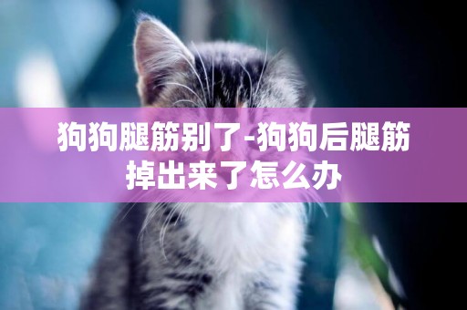 狗狗腿筋別了-狗狗后腿筋掉出來了怎么辦