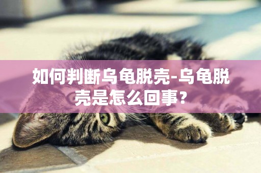 如何判斷烏龜脫殼-烏龜脫殼是怎么回事？