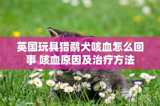英國玩具獵鷸犬咳血怎么回事 咳血原因及治療方法