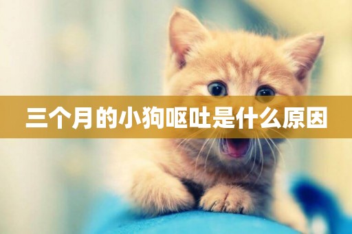 三個月的小狗嘔吐是什么原因