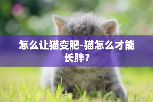 怎么讓貓變肥-貓怎么才能長胖？