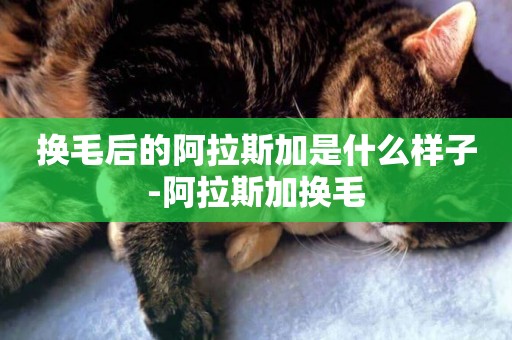 換毛后的阿拉斯加是什么樣子-阿拉斯加換毛