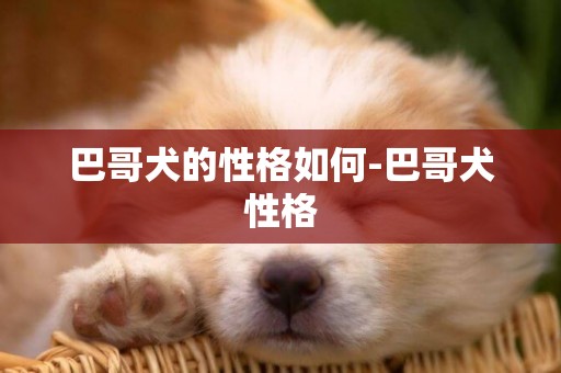 巴哥犬的性格如何-巴哥犬性格