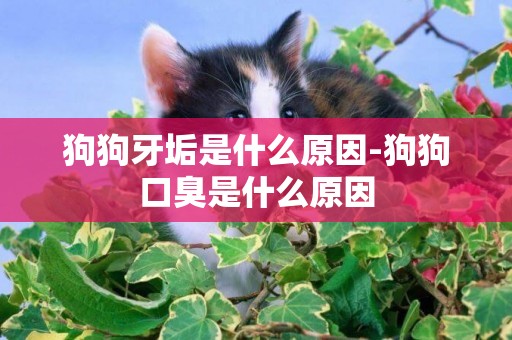 狗狗牙垢是什么原因-狗狗口臭是什么原因