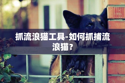 抓流浪貓工具-如何抓捕流浪貓？