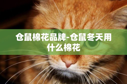 倉鼠棉花品牌-倉鼠冬天用什么棉花