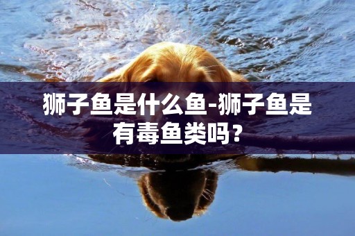 獅子魚是什么魚-獅子魚是有毒魚類嗎？