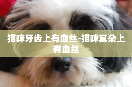 貓咪牙齒上有血絲-貓咪耳朵上有血絲