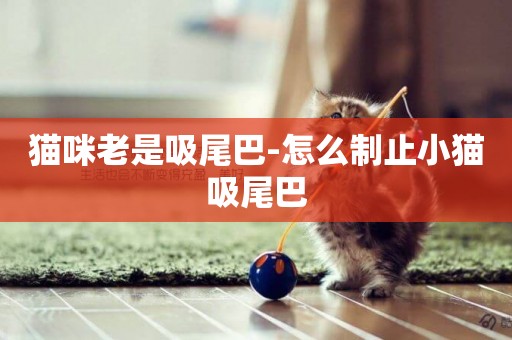貓咪老是吸尾巴-怎么制止小貓吸尾巴