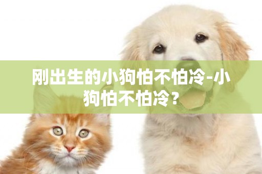 剛出生的小狗怕不怕冷-小狗怕不怕冷？