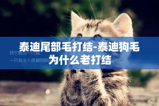 泰迪尾部毛打結-泰迪狗毛為什么老打結
