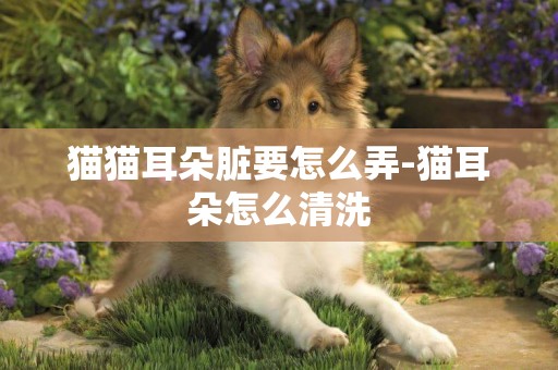 貓貓耳朵臟要怎么弄-貓耳朵怎么清洗