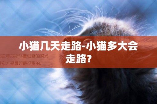 小貓幾天走路-小貓多大會走路？