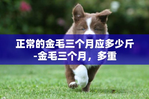 正常的金毛三個月應多少斤-金毛三個月，多重
