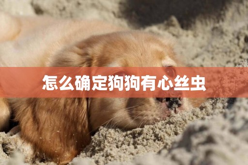 怎么確定狗狗有心絲蟲