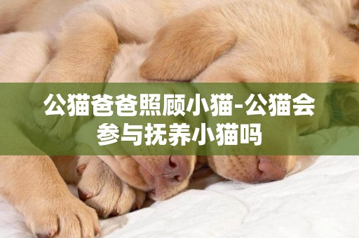 公貓爸爸照顧小貓-公貓會參與撫養小貓嗎