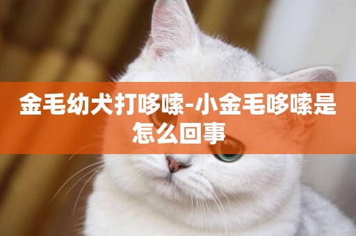 金毛幼犬打哆嗦-小金毛哆嗦是怎么回事