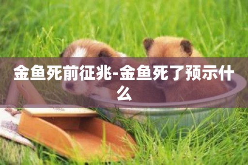 金魚死前征兆-金魚死了預示什么