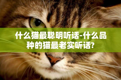 什么貓最聰明聽話-什么品種的貓最老實聽話?