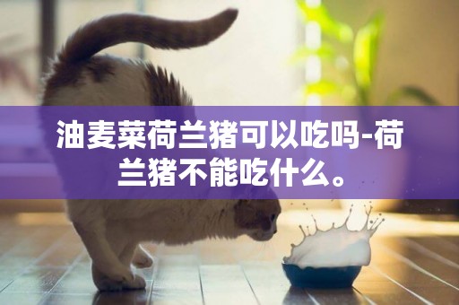 油麥菜荷蘭豬可以吃嗎-荷蘭豬不能吃什么。