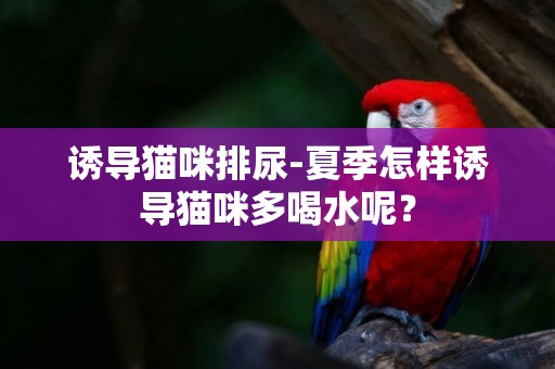 誘導貓咪排尿-夏季怎樣誘導貓咪多喝水呢？